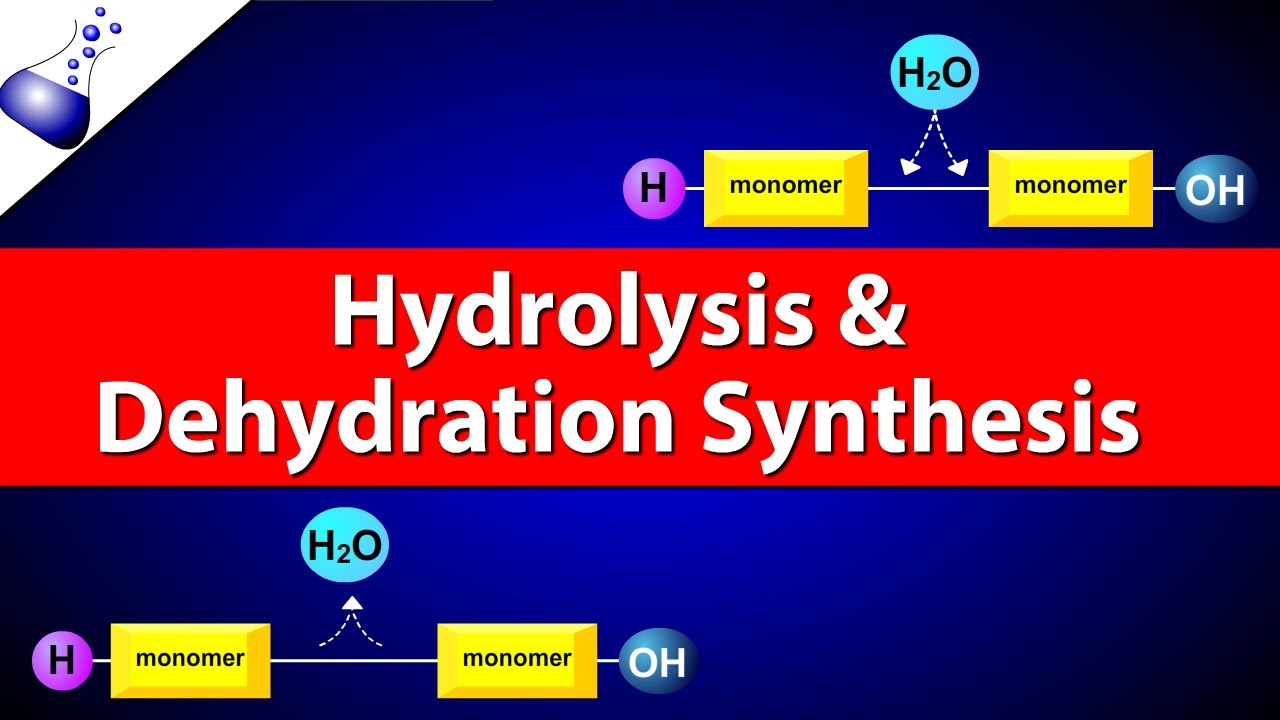 Hydrolysis and Dehydration Synthesis