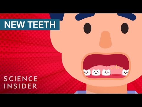 Why Humans Can't Regrow Teeth