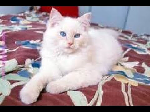 Cats scared of Cucumbers Compilation - Cats Vs Cucumbers 2 2017 2018 - Funny Cats