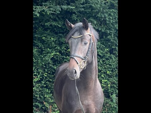 Hengst v. Dream Boy x Duvalier *2021