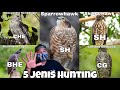 🔴 5 Jenis Helang Hunting(Memburu) / Jenis-jenis Burung Helang Malaysia