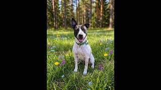 Video preview image #1 American Staffordshire Terrier Puppy For Sale in Cranford, NJ, USA