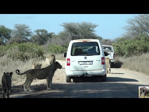 Best Lion Sighting Ever SPOILED