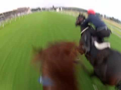 SLUMDOG GALLOP-H.264 - Webcasting .mov