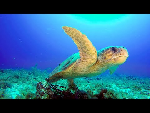 Why Florida Beaches Are Vital for Loggerhead Sea Turtles (4K)