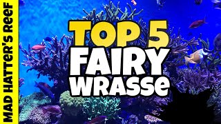 Top 5 Fairy Wrasse For Your Reef Tank
