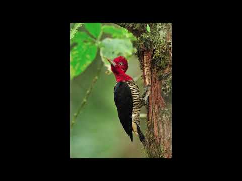 Programa: Caminho da Roça - 30/07/26 - Parte 1 - Apresentação: Paulinho