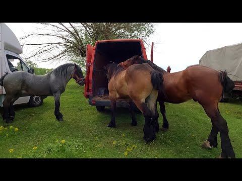 Armăsarii dl.George Rusu de la Voitinel-Bucovina 2021