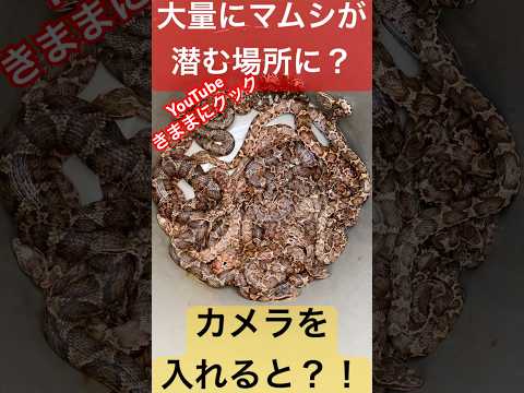 園芸 フランスの毒蛇