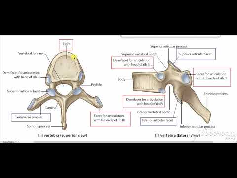 Typical thoracic vertebrae 3