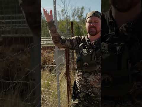 Water buffalo hunting approach strategy.