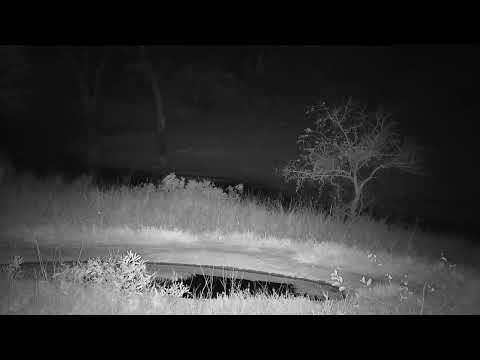 Djuma: Audio only of what sounds like Hippos fighting - 00:41 - 09/22/2023