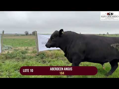 Toros Angus – Lote 10 | Remate San Gerardo, Florida – 1° Octubre  | Escritorio Arrospide