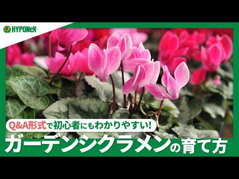 園芸 ナポリシクラメン、ツタの葉のシクラメン、パン・ド・プルソー