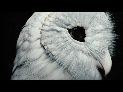 Deftones – Royal (Official Visualizer)