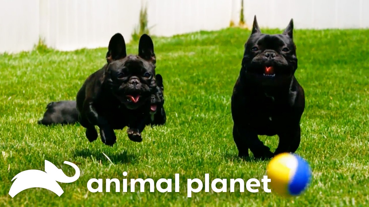 🔴 WATCH NOW: Father Knows Best | Too Cute | Animal Planet