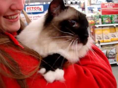 Ragdoll Cat Goes To Petco! and Meows Loudly!  - ラグドール - Floppycats