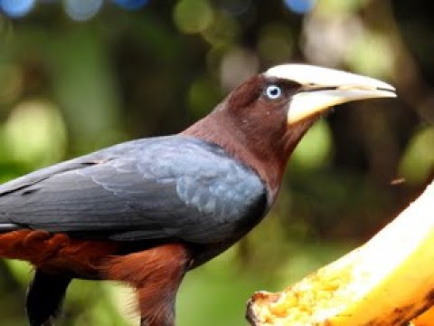 Feeding Tropical Birds!