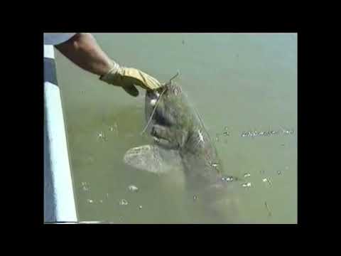 Óriás Harcsák Horgászata - Retro Horgászat - Horgászfilm