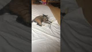 ねこ