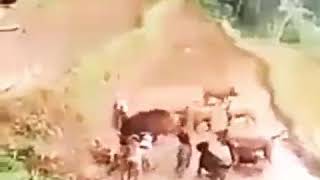 Download lagu Moro bagong di Sawa sumedang.loncat SATU loncat semua mp3 Download lagu Moro bagong di Sawa sumedang.loncat SATU loncat semua mp3