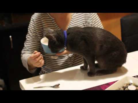 Korat cat eating raspberry yogurt