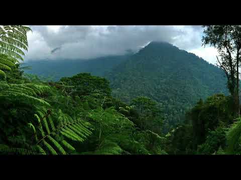 WEIKUM - Papooga (Original Mix) [Ohral]