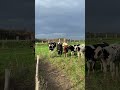VACAS MUY CURIOSAS #shorts #caminosantiagofamily
