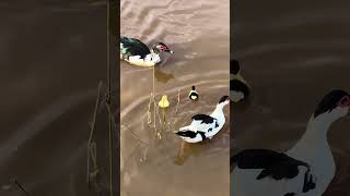 Nasceu os patinhos