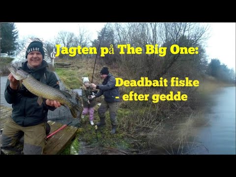 Deadbait fiske efter gedde