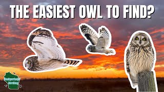 How to Find Short-eared Owls