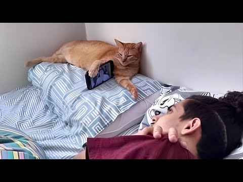 Joys of Owning a Cat! -  Cats Are The Best Friends of Humans