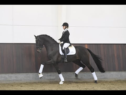 So Perfect - Hengstkollektion Schockemöhle & Helgstrand 2021 DEU