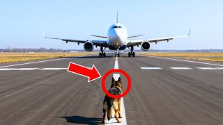 POLICE DOG REFUSES TO MOVE FROM THE FRONT OF THE PLANE – WHEN THE PILOTS FIND OUT WHY, THEY’RE...