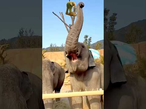 ZombieenoOrangenooGreenoo and 2 more