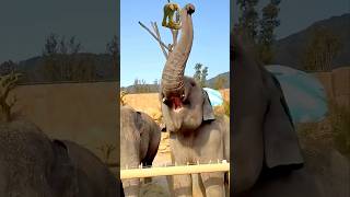 How cute Italian Brainrot in real life 😍😎🤣 #ballerinacappuccina #tungtungtungsahur #animation