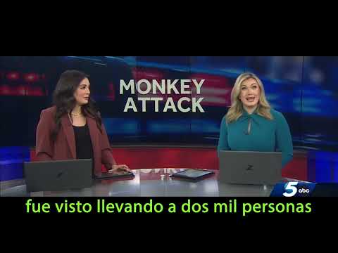 EL MOMENTO QUE TODOS ESTÁBAMOS ESPERANDO - PRIMATE FINALISTA DE LA #LRSFlow 🏆 El Trailer