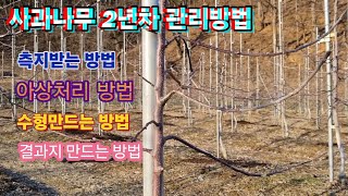 2년차 사과나무 관리방법/측지받는 방법/아상처리 방법/꽃눈 만드는 방법/적심하는 방법