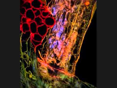 Dieter Müh - Bacteria 2 (Live)