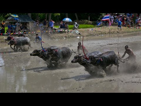 Water Buffalo Racing