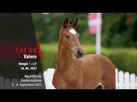 Fohlen-Auktion Lot 8 Valero Hengst v. Valverde - Belissimo M