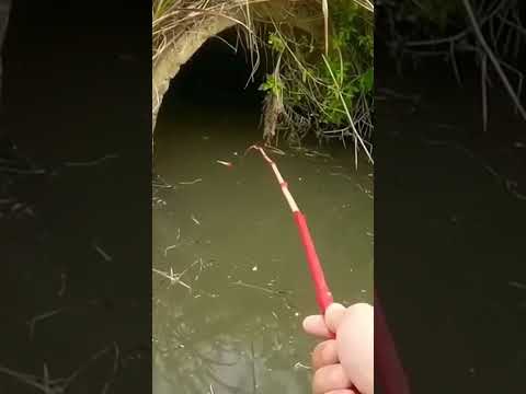 mancing ikan papuyu di parit kecil#fishing #shorts