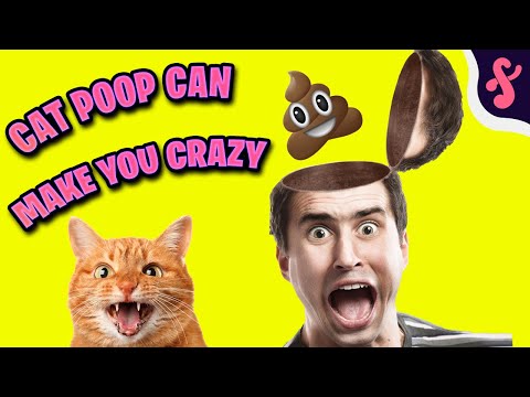💩🤪Can Cat Poop Make You Crazy? | Furry Feline Facts