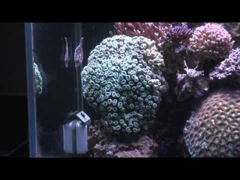 download lagu mp3 mp4 Reef Profile, download mp3 Reef Profile free download mp3, download mp3 Reef Profile