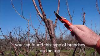 How To Grow Cherries : How To Prune Cherry Trees Simple Steps