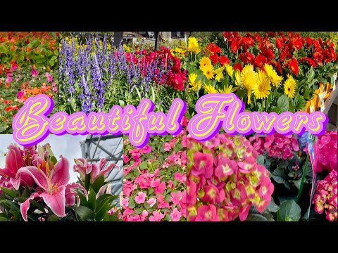 Beautiful Flowering Plants @ Lowe’s