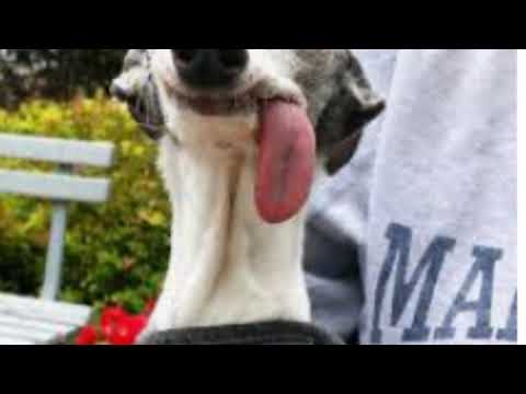 Funny dogs ft daru band