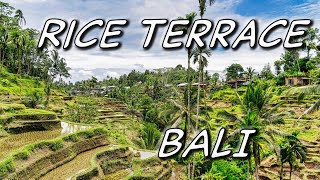 A Day at Tegallalang: Bali's Iconic Rice Terrace