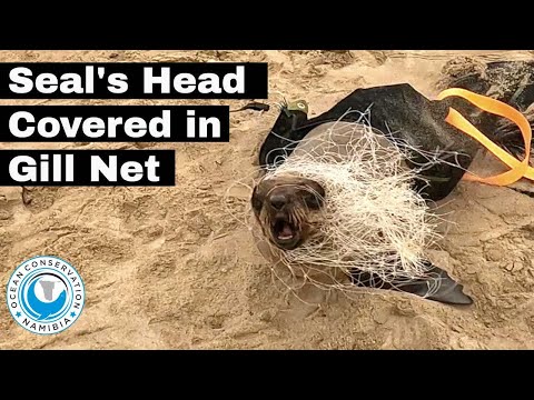 Seal's Head Covered In Gill Net