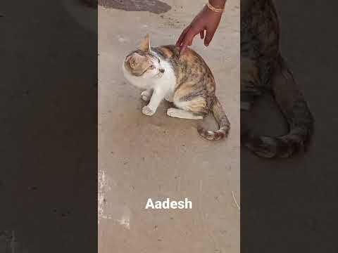 Go Away Cat #shorts #short